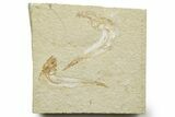 Two Cretaceous Fossil Fish - Lebanon #376591-1